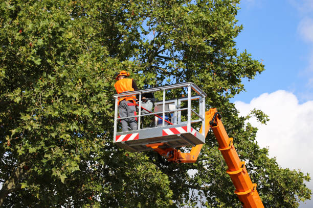  , USA Tree Care Services Pros